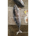 Whole yellow fin Tuna from China